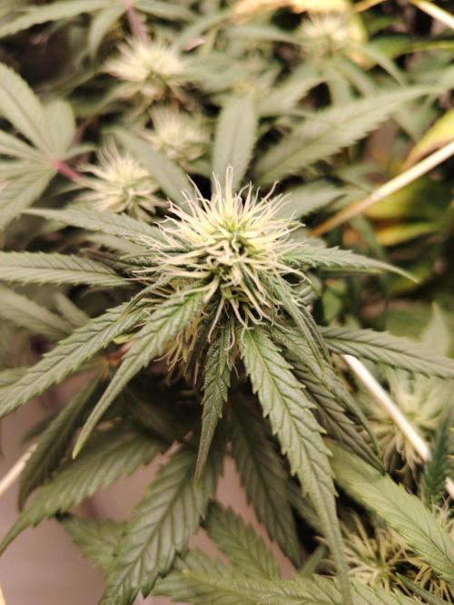 Grizzly Glue 🐻 da CampaCavallo. Week 8 - 21.12.25