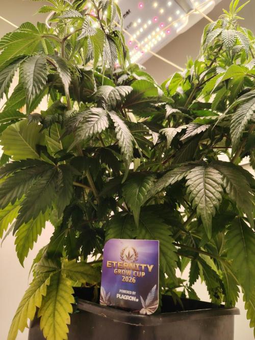 Sticky Broccoli EGC26 CampaCavallo. Week 6 - 1.3.26