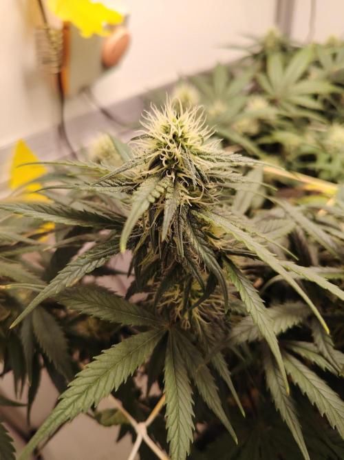 Grizzly Glue 🐻 da CampaCavallo. Week 9 - 28.12.25