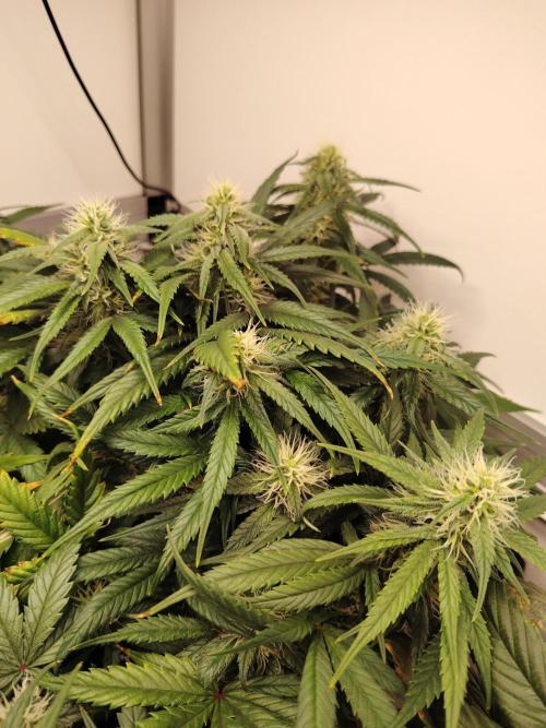 Grizzly Glue 🐻 da CampaCavallo. Week 9 - 28.12.25