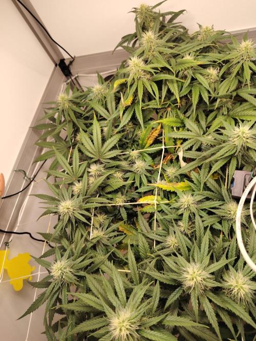 Grizzly Glue 🐻 da CampaCavallo. Week 9 - 28.12.25