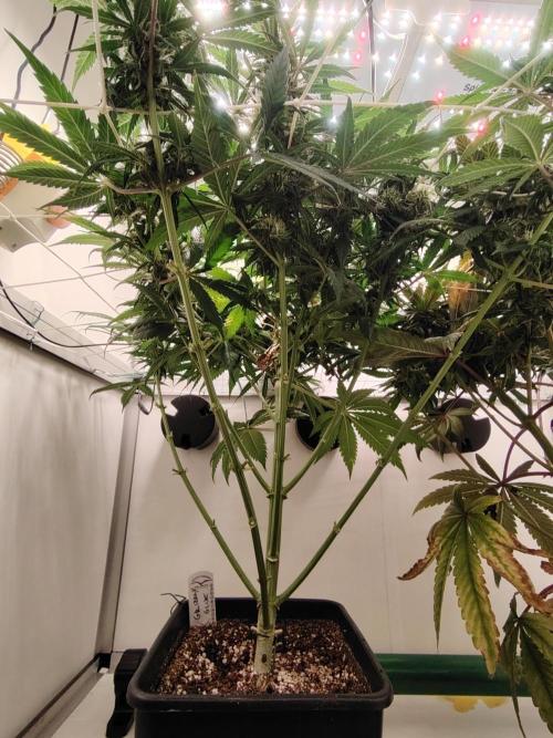 Grizzly Glue 🐻 da CampaCavallo. Week 9 - 28.12.25