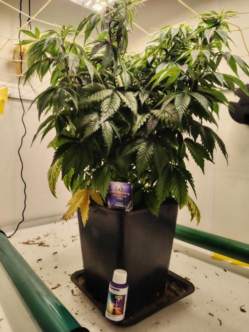 Sticky Broccoli EGC26 CampaCavallo. Week 7 - 5.3.26