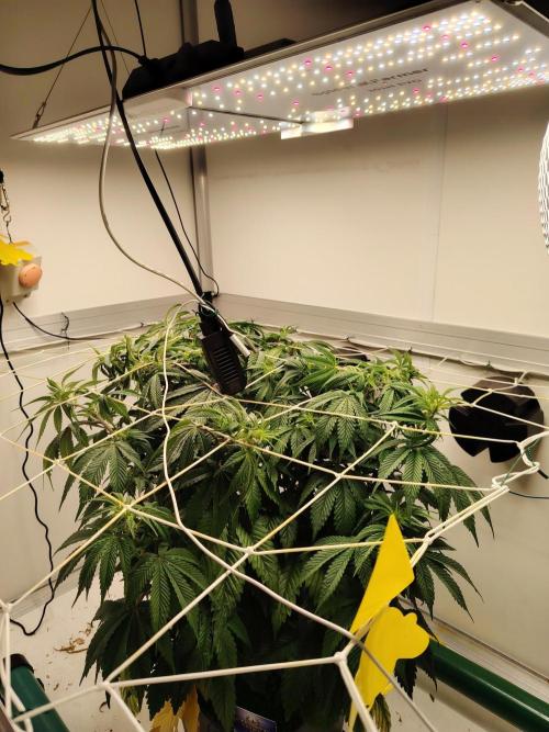 Sticky Broccoli EGC26 CampaCavallo. Week 7 - 5.3.26