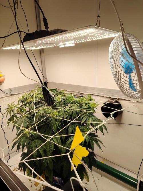 Sticky Broccoli EGC26 CampaCavallo. Week 7 - 5.3.26