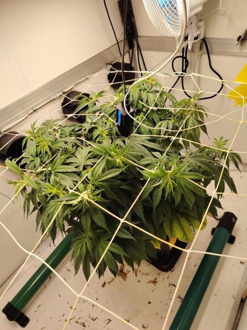 Sticky Broccoli EGC26 CampaCavallo. Week 7 - 5.3.26
