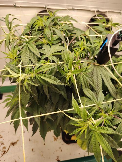 Sticky Broccoli EGC26 CampaCavallo. Week 7 - 5.3.26