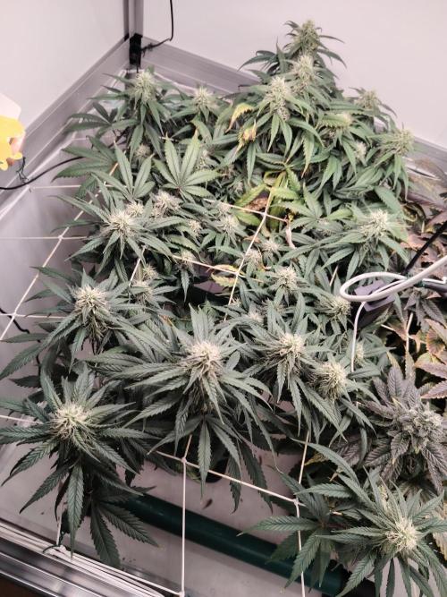 Grizzly Glue 🐻 da CampaCavallo. Week 10 - 1.1.26