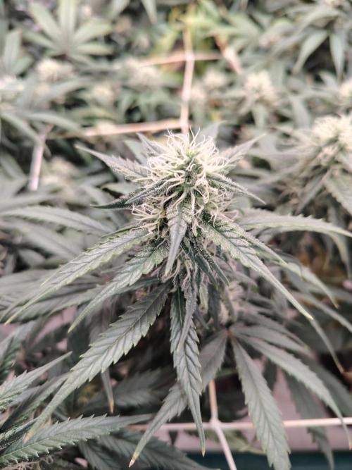 Grizzly Glue 🐻 da CampaCavallo. Week 10 - 1.1.26