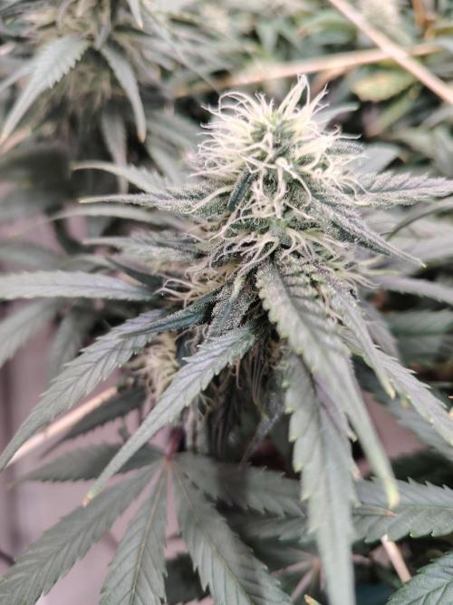 Grizzly Glue 🐻 da CampaCavallo. Week 10 - 1.1.26