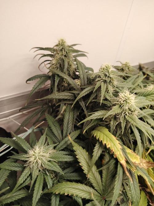 Grizzly Glue 🐻 da CampaCavallo. Week 10 - 1.1.26