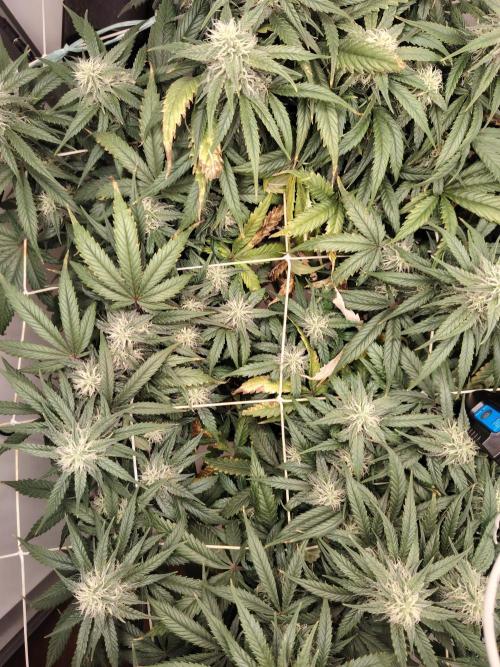 Grizzly Glue 🐻 da CampaCavallo. Week 10 - 1.1.26