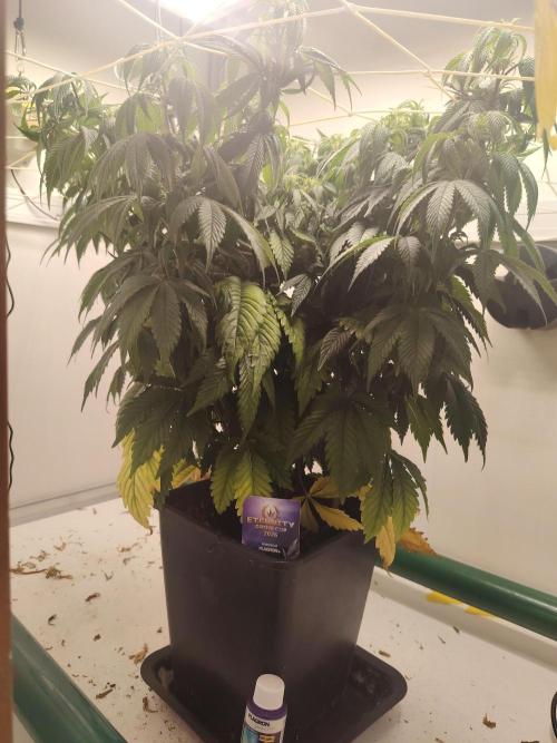 Sticky Broccoli EGC26 CampaCavallo. Week 8 - 13.3.26