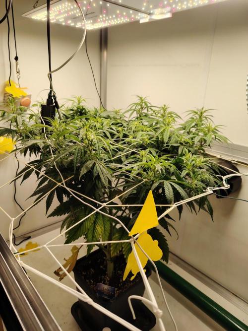 Sticky Broccoli EGC26 CampaCavallo. Week 9 - 20.3.26