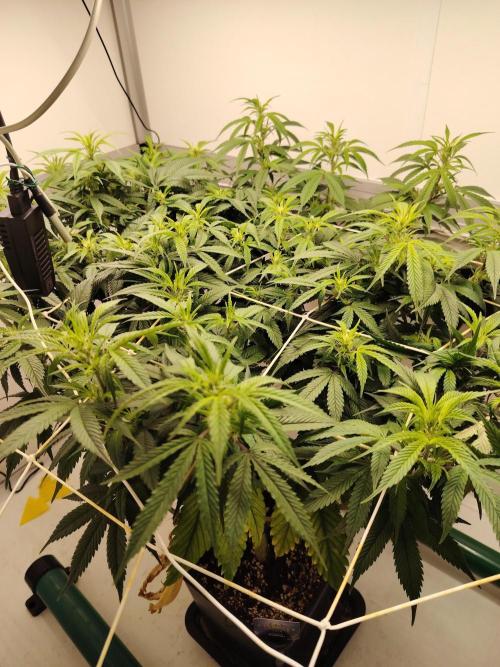 Sticky Broccoli EGC26 CampaCavallo. Week 9 - 20.3.26