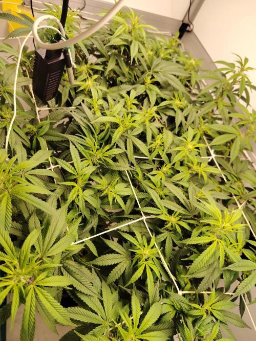 Sticky Broccoli EGC26 CampaCavallo. Week 9 - 20.3.26
