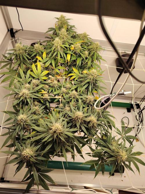 Grizzly Glue 🐻 da CampaCavallo. Week 11 - 9.1.26