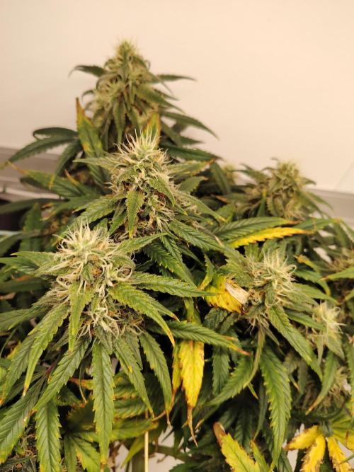 Grizzly Glue 🐻 da CampaCavallo. Week 11 - 9.1.26
