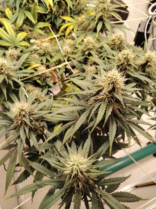 Grizzly Glue 🐻 da CampaCavallo. Week 11 - 9.1.26
