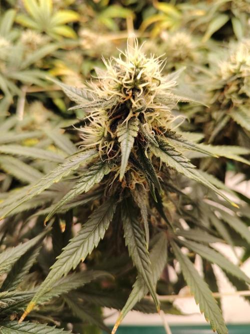 Grizzly Glue 🐻 da CampaCavallo. Week 11 - 9.1.26