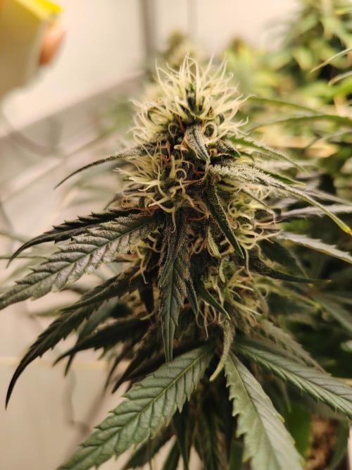 Grizzly Glue 🐻 da CampaCavallo. Week 11 - 9.1.26