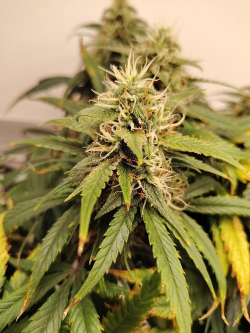 Grizzly Glue 🐻 da CampaCavallo. Week 11 - 9.1.26