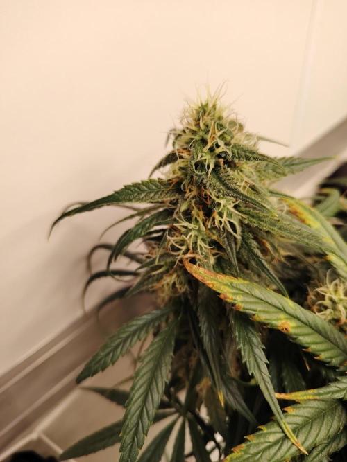 Grizzly Glue 🐻 da CampaCavallo. Week 11 - 9.1.26
