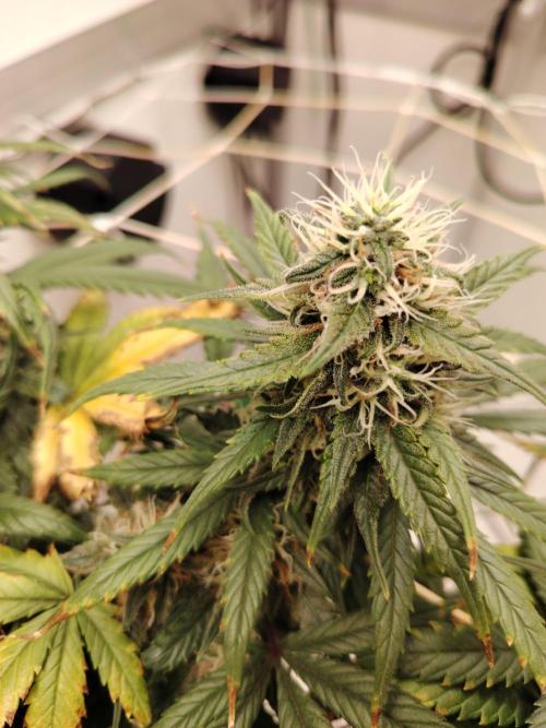 Grizzly Glue 🐻 da CampaCavallo. Week 11 - 9.1.26