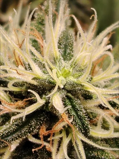 Grizzly Glue 🐻 da CampaCavallo. Week 11 - 9.1.26