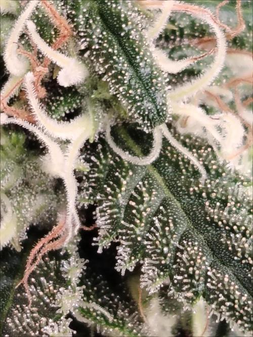 Grizzly Glue 🐻 da CampaCavallo. Week 11 - 9.1.26