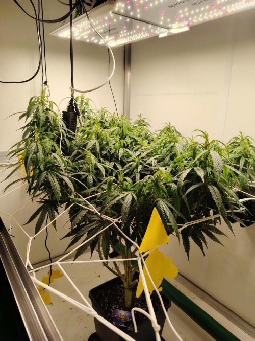 Sticky Broccoli EGC26 CampaCavallo. Week 11 - 5.4.26