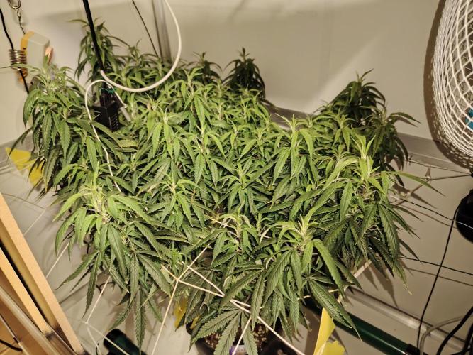 Sticky Broccoli EGC26 CampaCavallo. Week 12 - 12.4.26