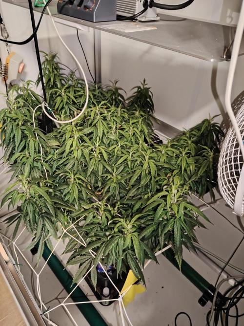 Sticky Broccoli EGC26 CampaCavallo. Week 12 - 12.4.26