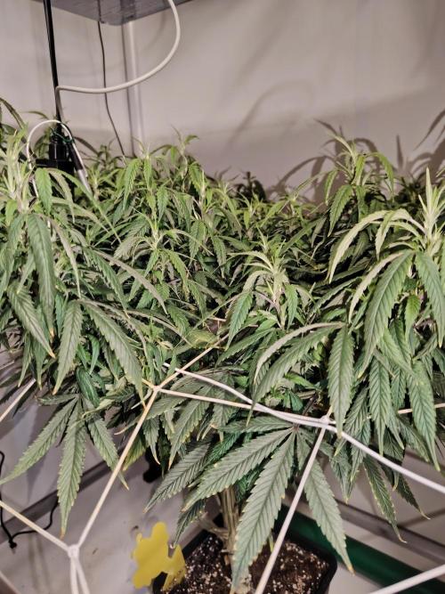 Sticky Broccoli EGC26 CampaCavallo. Week 12 - 12.4.26