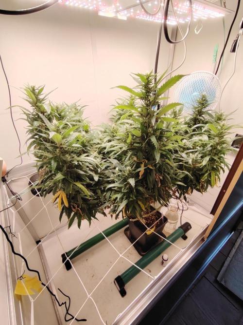 Sticky Broccoli EGC26 CampaCavallo. Week 17