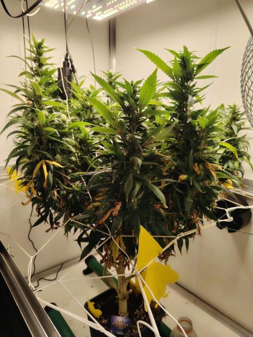 Sticky Broccoli EGC26 CampaCavallo. Week 17