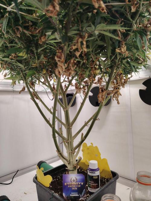 Sticky Broccoli EGC26 CampaCavallo. Week 17