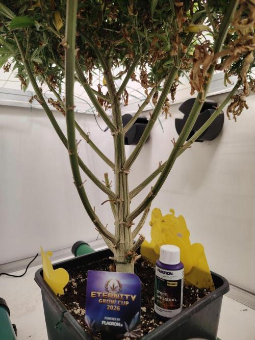 Sticky Broccoli EGC26 CampaCavallo. Week 17