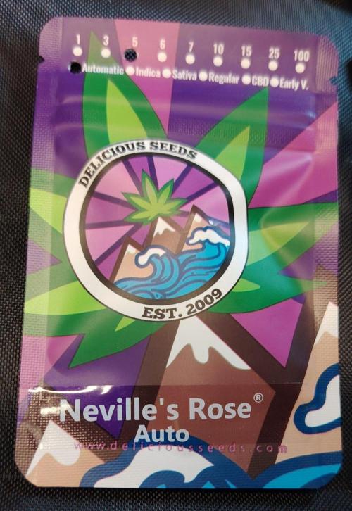 Neville's Rose auto vs CampaCavallo. Week 0