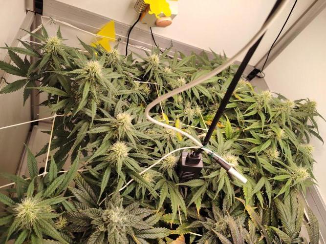 Grizzly Glue 🐻 da CampaCavallo. Week 9 - 28.12.25