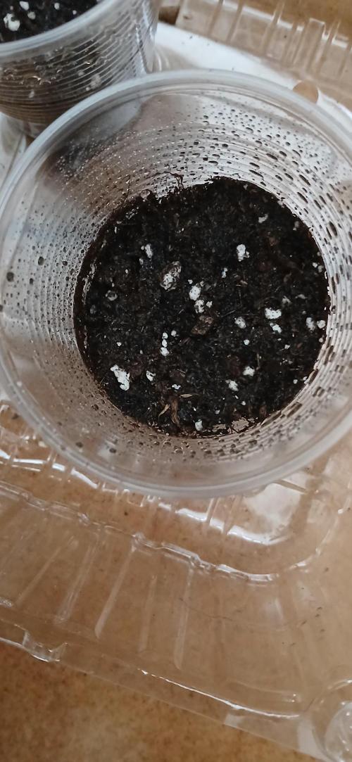 Amnesia scrog. Week 0