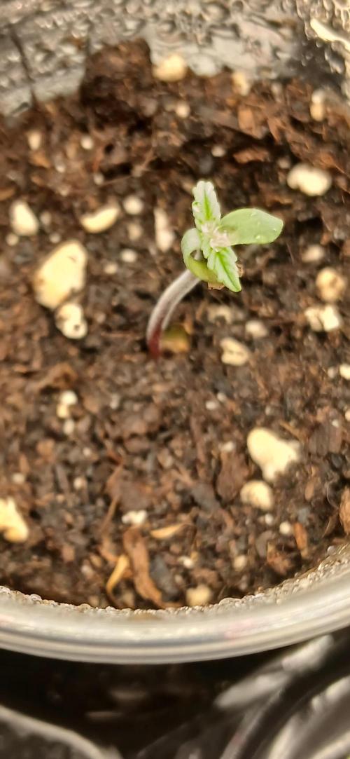 Amnesia scrog. Week 0 - 10/12/2025