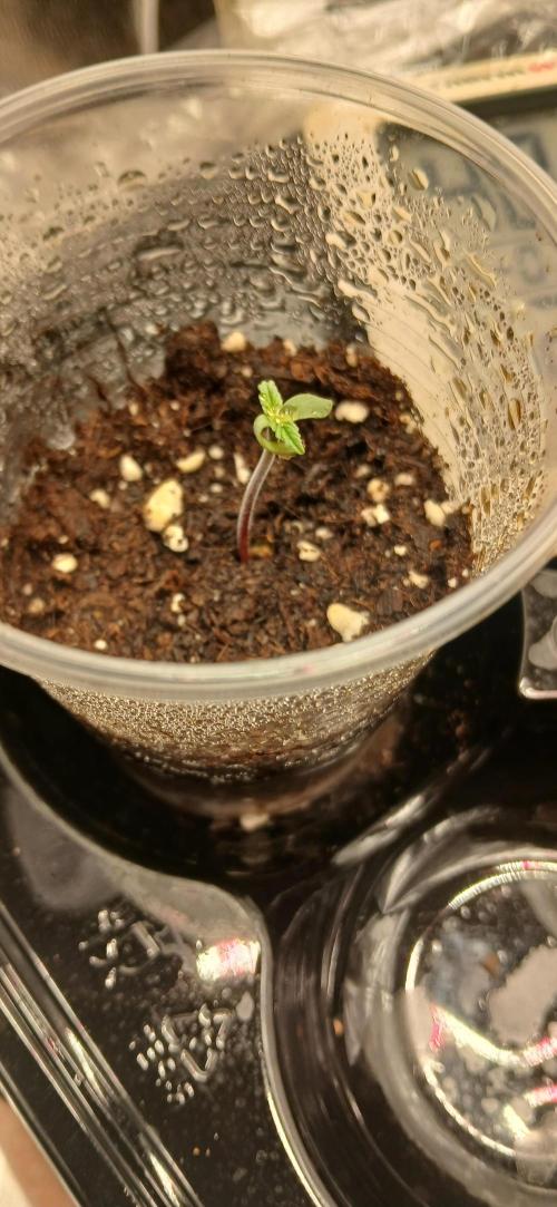 Amnesia scrog. Week 0