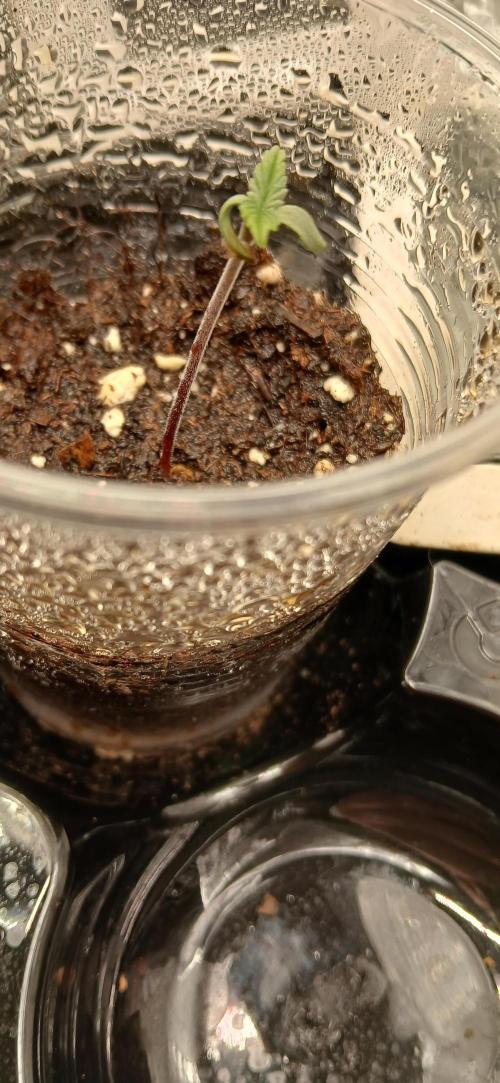 Amnesia scrog. Week 1