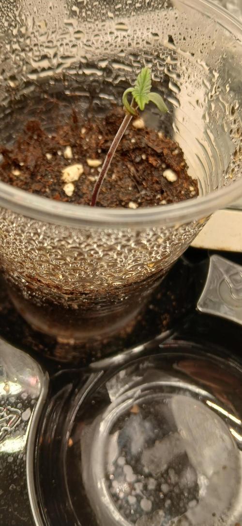 Amnesia scrog. Week 1