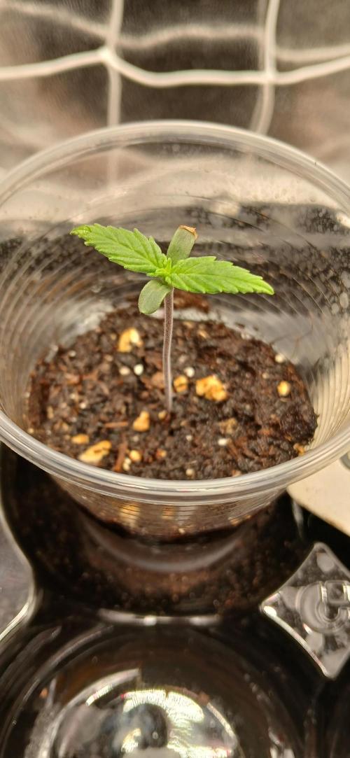 Amnesia scrog. Week 0 - 15/12