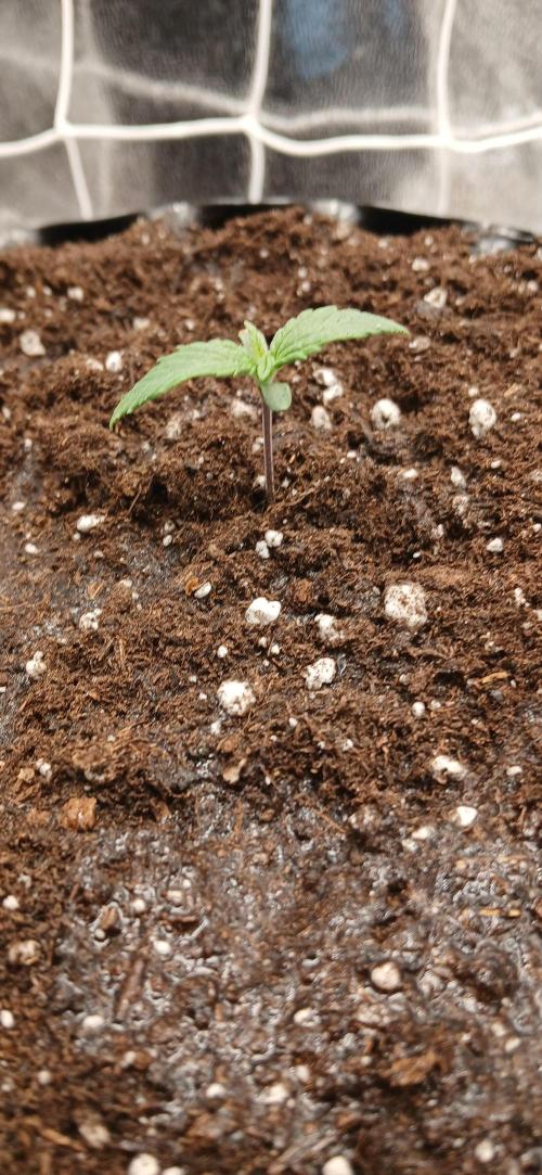 Amnesia scrog. Week 1