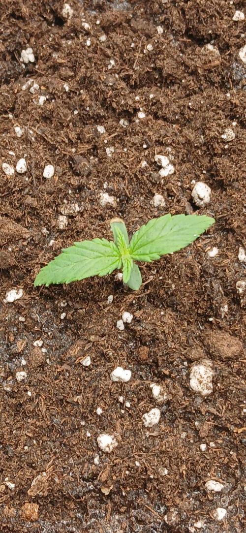 Amnesia scrog. Week 1 - 18/12