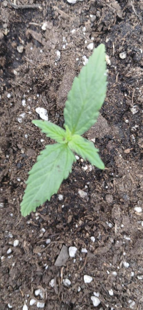 Amnesia scrog. Week 1 - 20/12