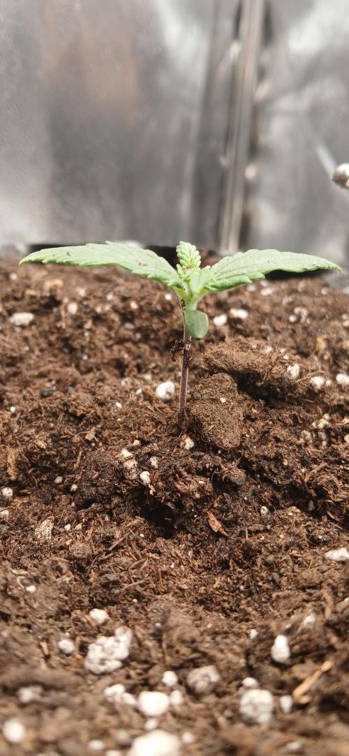 Amnesia scrog. Week 1